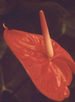 Close up of a red anthurium.